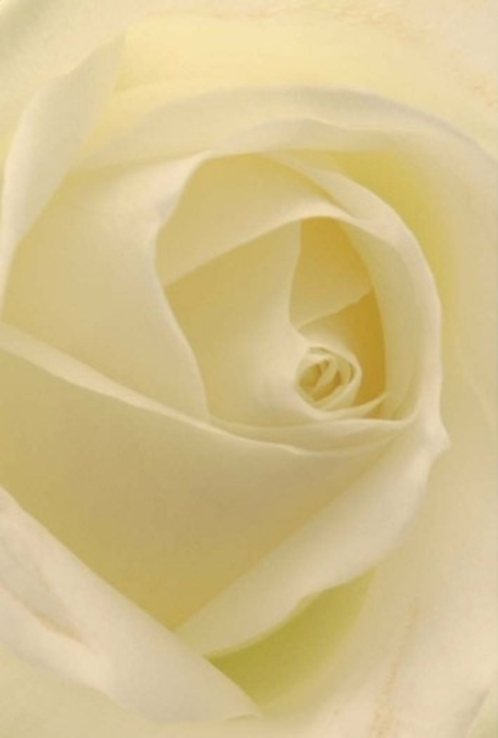 Viewed from close range, this elegant white rose offers an invitation to step into a world of softness and subtlety, its spiral of petals layered in pristine shades of white and delicate cream. Each curve glows softly under ambient light, as if the bloom were lit from within by a gentle sun filtering through nearby leafy lanes. The composition radiates peace-its refined textures recalling the calm air found in corners of Millwall Park or near the Thames Path. The meticulous arrangement of petals creates a sense of purity and resilience, easily suited for heartfelt occasions: be it as part of a romantic gesture, a sincere apology, or a graceful highlight at a local wedding. Subtle shadows trace the folds, emphasizing the natural craftsmanship that distinguishes floral arrangements delivered in Millwall. The fleeting hint of fragrance lingers-a clean and uplifting aroma that mirrors the serene waterside ambiance of the community. This rose, with its tranquil beauty and impeccable form, embodies the artistry and heartfelt service that define local florists here, making it an always-appropriate choice for marking special moments or offering comfort.